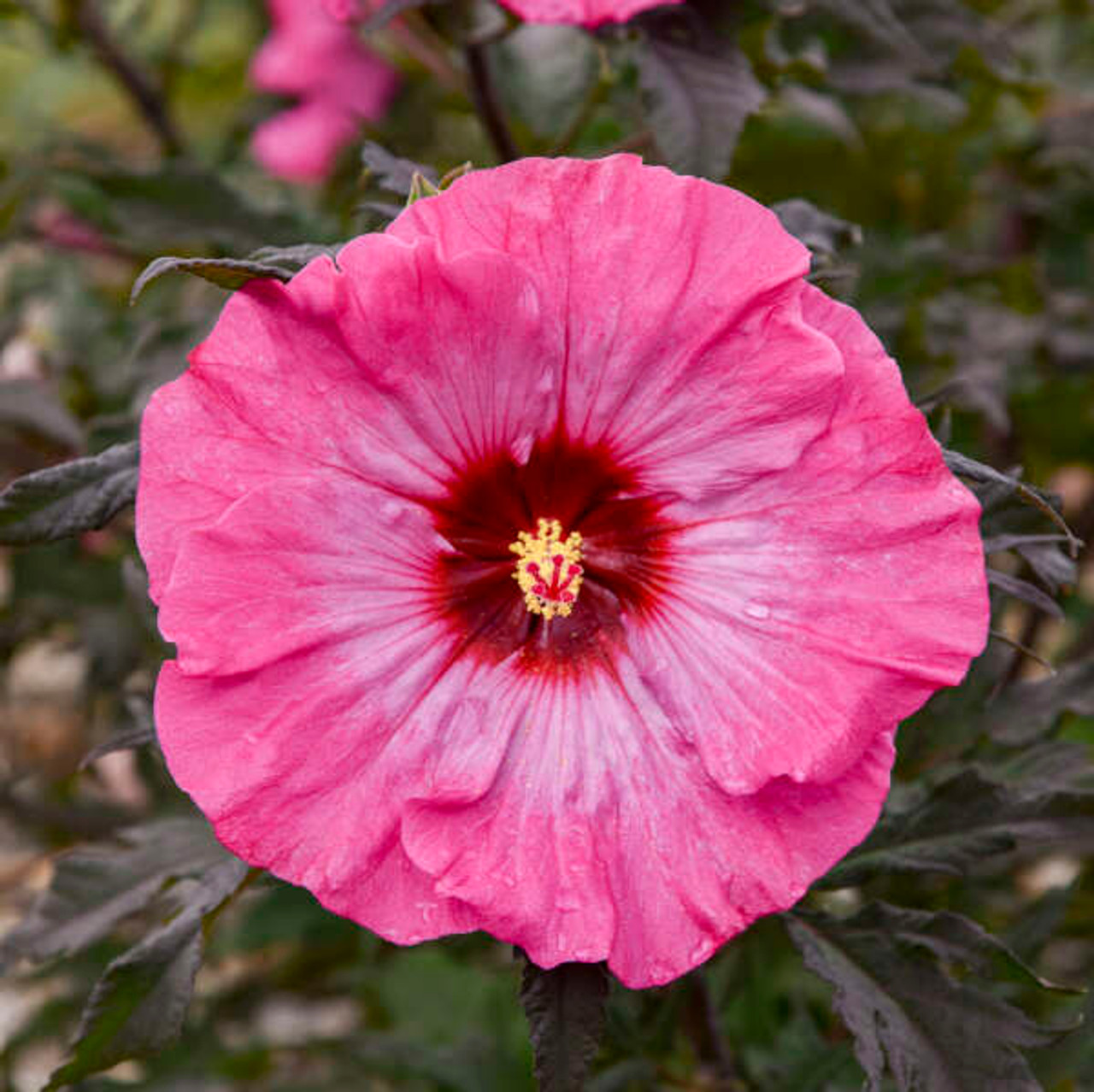 Hibiscus Rose Mallow