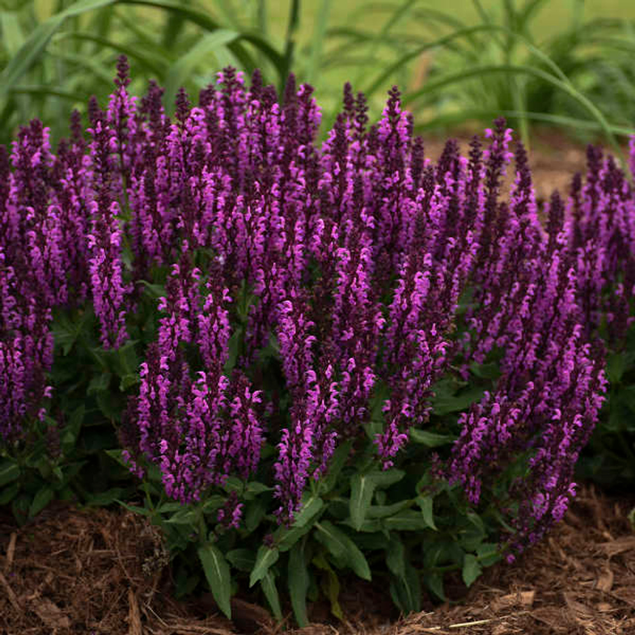 Salvia Perennial Garden Sage