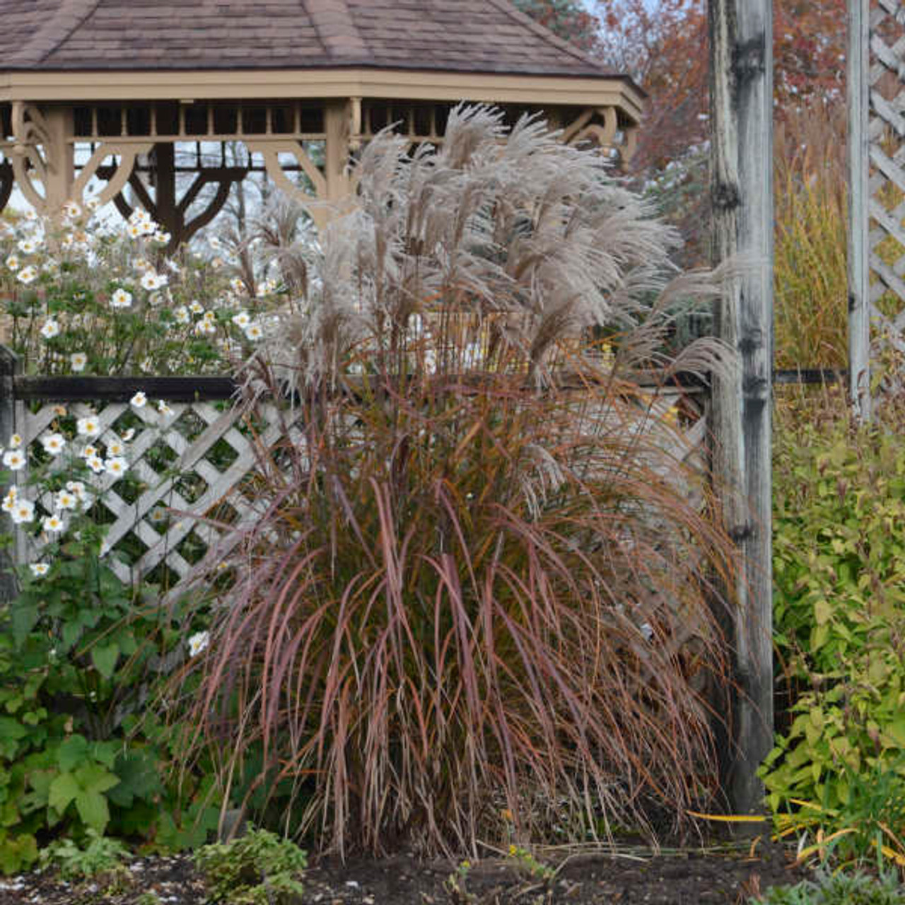 Miscanthus Ornamental Grass