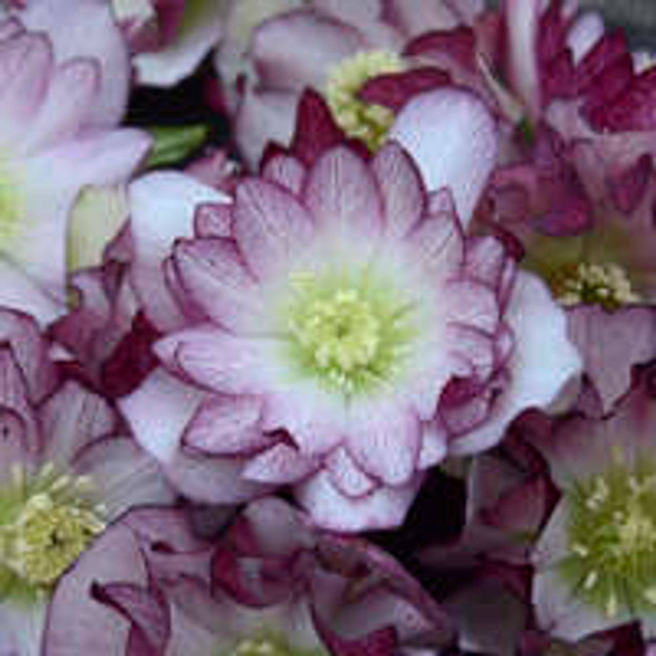 Helleborus Lenten Rose Wedding Party Mix