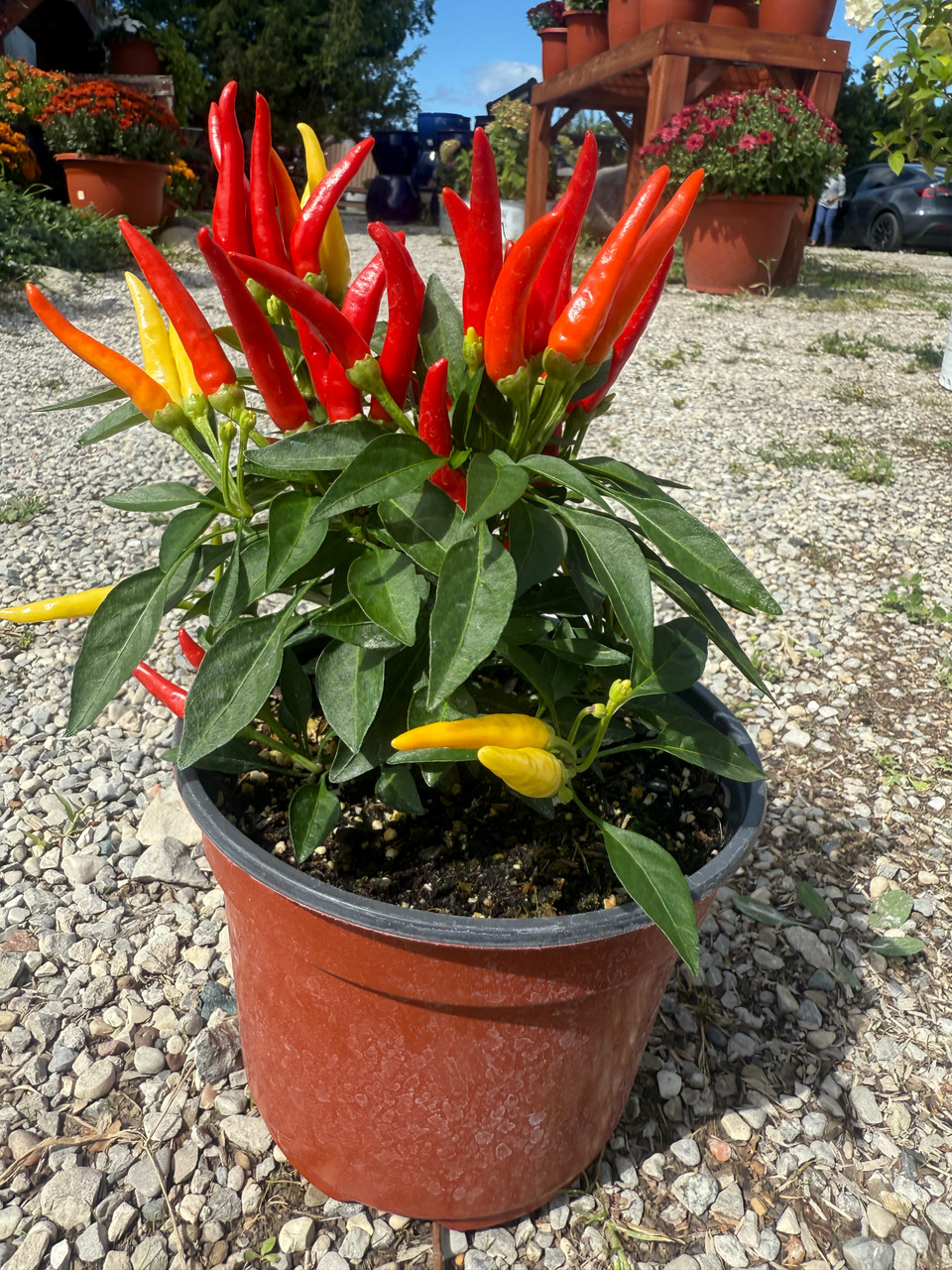 Ornamental Peppers