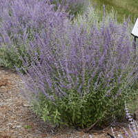 Russian Sage Perovskia Prime Time