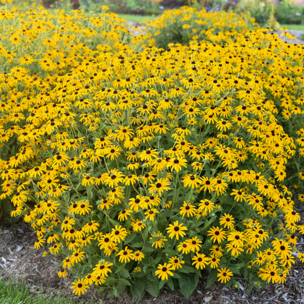 Rudbeckia Black Eyed Susan Proven Winner