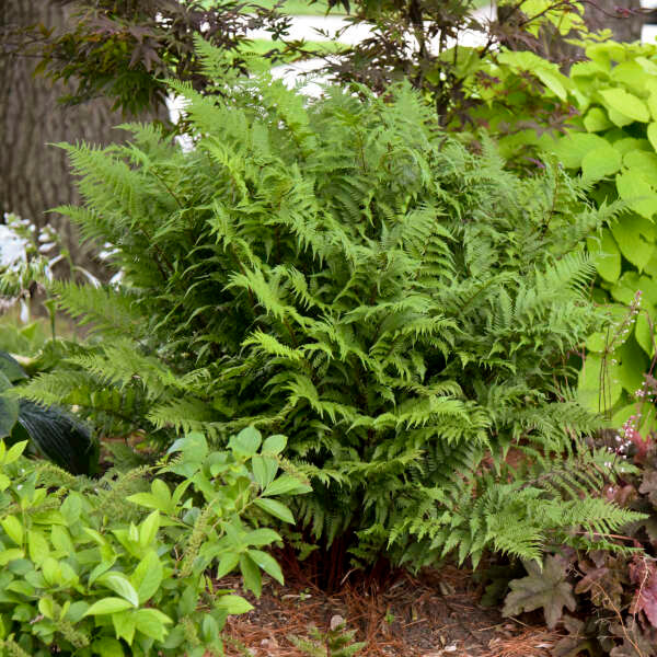 Fern Athyrium Giant Japanese