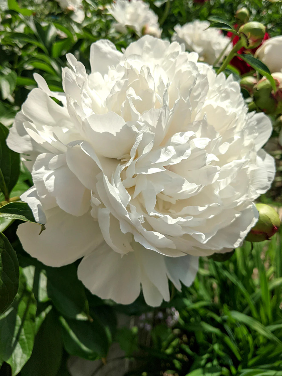 Paeonia Peony