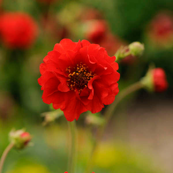 Geum Avens