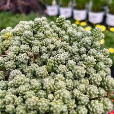 Creeping Sedum - Major