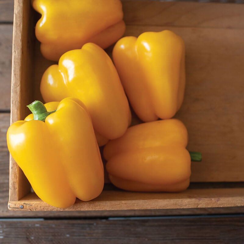 Peppers: Yellow Sweet Organic