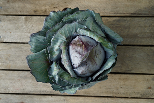 Cabbage: Red Organic