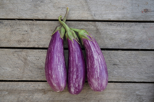 Eggplant: Asian Finger/Mixed Color Organic