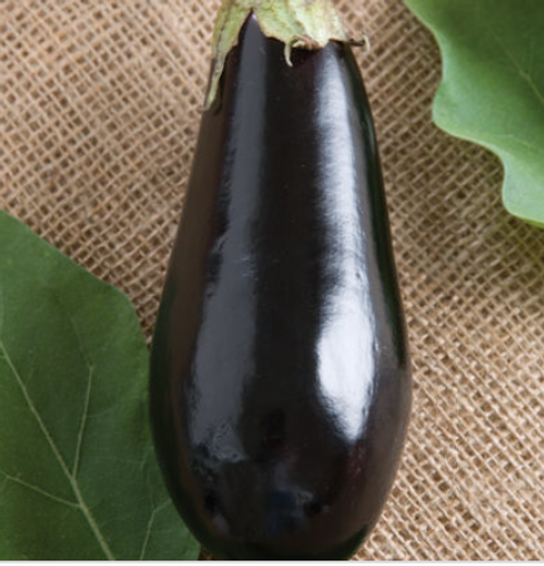 Eggplant: Purple Round Organic