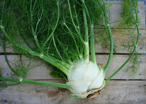 Fennel Organic
