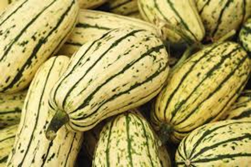 Squash; Delicata Organic