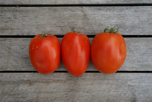 Tomato: Roma Organic Tomato: Roma Organic