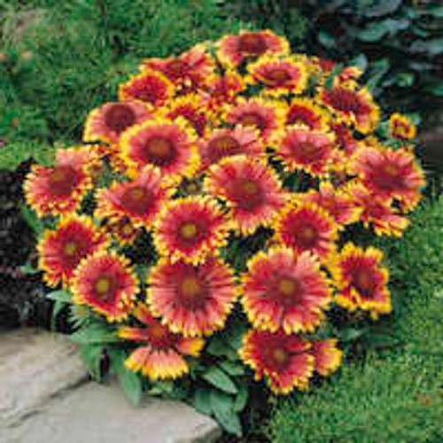 Gaillardia Blanket Flower Arizona Sun