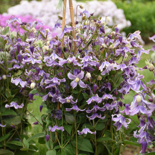Clematis Bush  Proven Winner