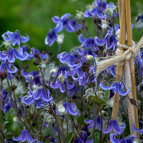 Clematis Bush  Proven Winner