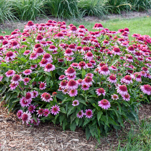 Echinacea Coneflower Proven Winner
