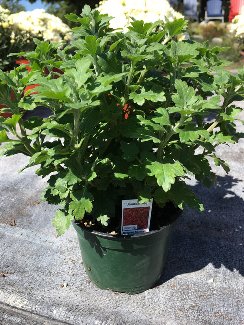 5” Garden Mum 5” Garden Mum