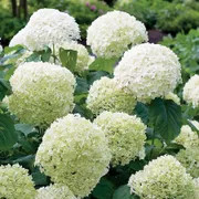 Hydrangea Smooth Leaf Proven Winner