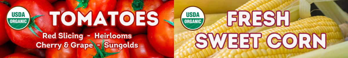 Organic tomatoes, organic sweet corn, heirlooms, cherry tomatoes, and more at Coveyou Scenic Farm