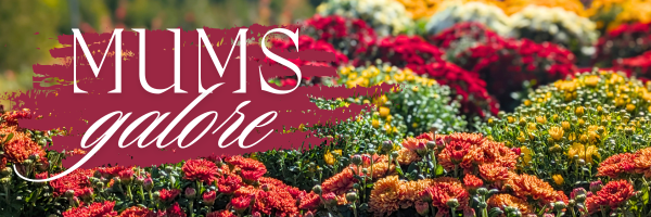 Beautiful hearty mums grown right here at Coveyou Scenic Farm! Ready to plant in your gardens or display around your porch. Many sizes and colors to choose from!