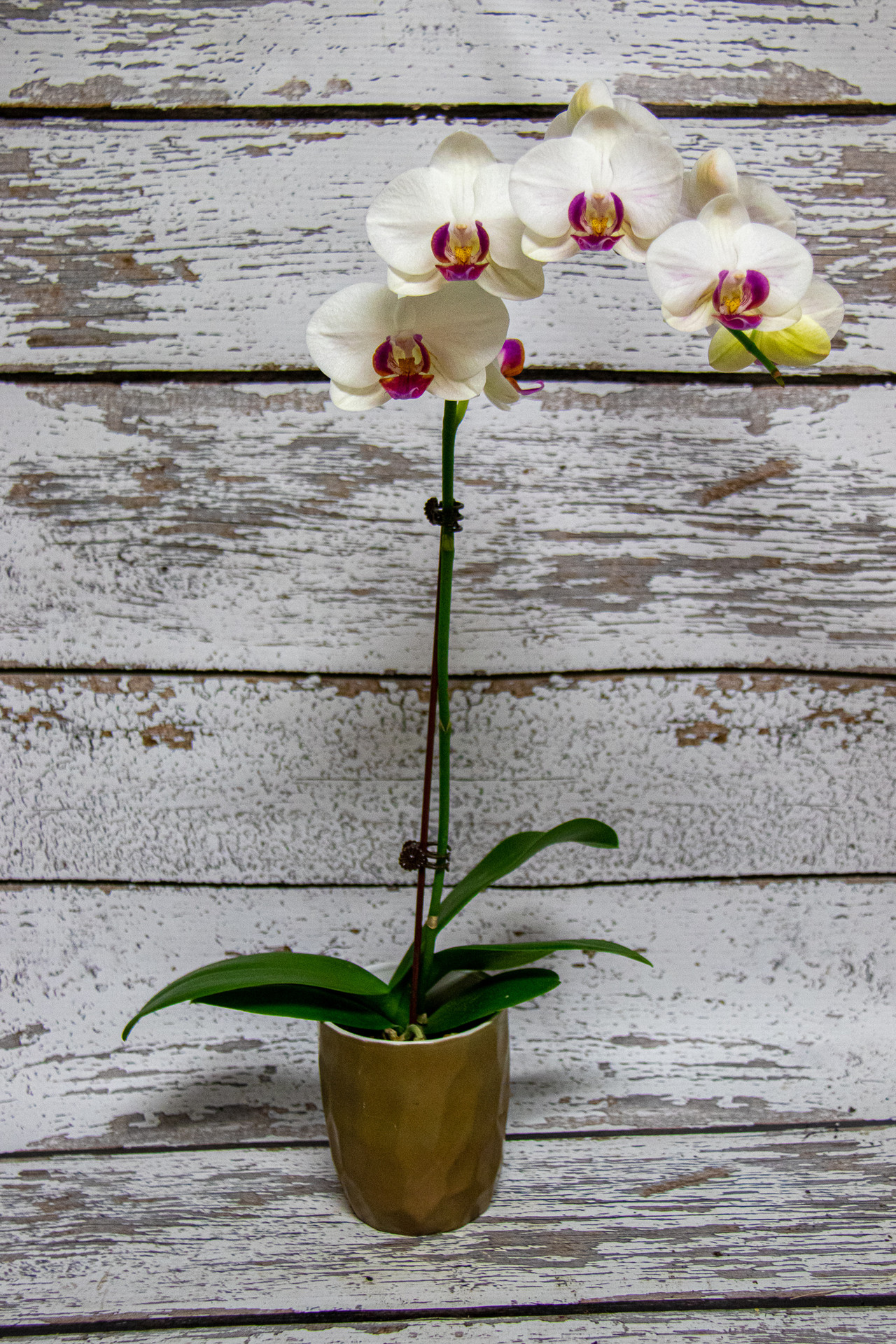 Plants Loveland Flower Delivery Earle's Flowers