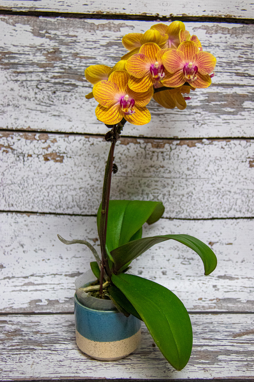 Phalaenopsis Mini Teacup Orchid with White Blooms 