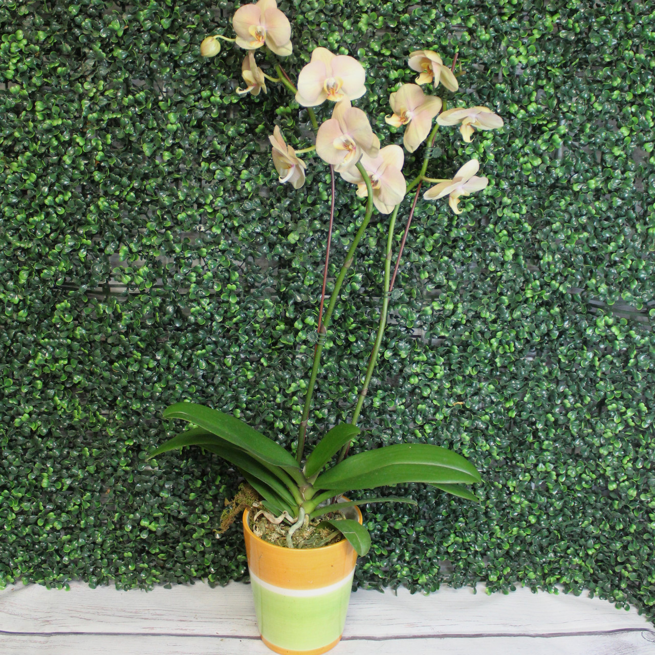 Orchid Plant