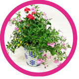 Mother's Day Plants