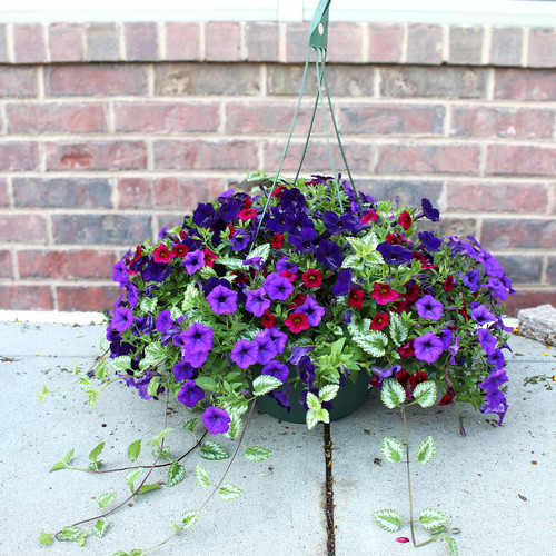 Amazing Hanging Baskets