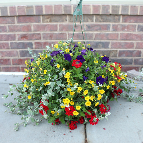 Amazing Hanging Baskets