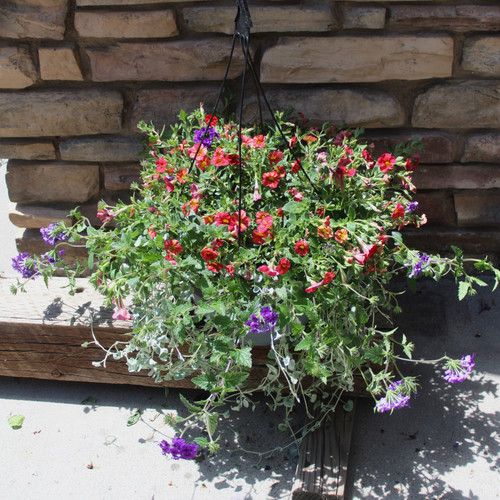 Mixed Hanging Baskets