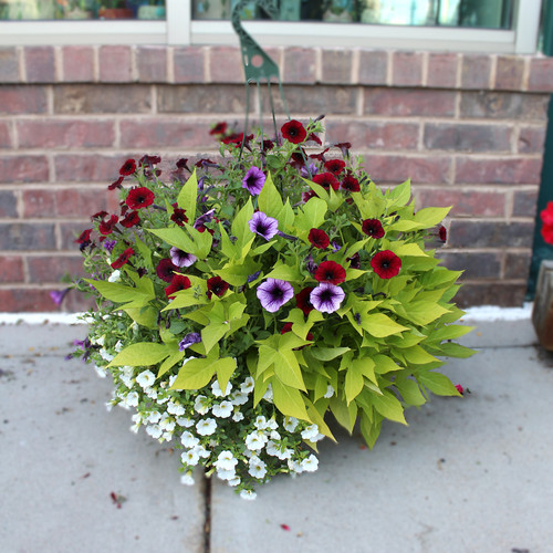 Mixed Hanging Baskets