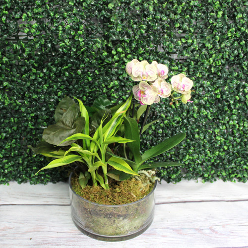 Exotic Orchid Garden