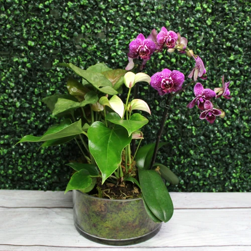 Exotic Orchid Garden