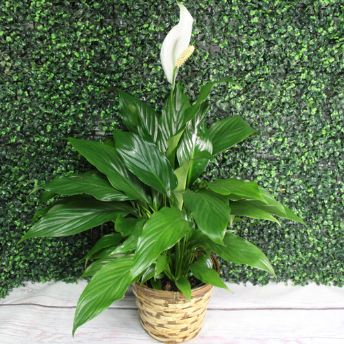 When it comes to watering, consistency is key. Keep the soil moist, but do not overwater. Peace lilies can tolerate short periods of dry soil, but their leaves will start to brown if neglected for too long. Peace lilies enjoy high humidity. Misting their leaves or placing their pot atop a moistened tray of gravel can help to increase humidity around the plant. Keep these plants out of direct afternoon sunlight, but in a bright, well-lit area. An east-facing window is ideal, as they will be exposed to the bright morning sun but avoid the intensity of mid-day rays.