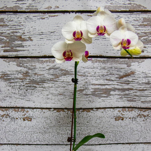 Care:

Med to bright light. Between watering make sure the orchids get very dry. We suggest soaking your orchid every 2-3 weeks for 20 min, spray leaves and stems. Drain the orchid well and leave to dry before returning to pots. They thrive on being neglected. As blossoms fade, remove to encourage new growth.