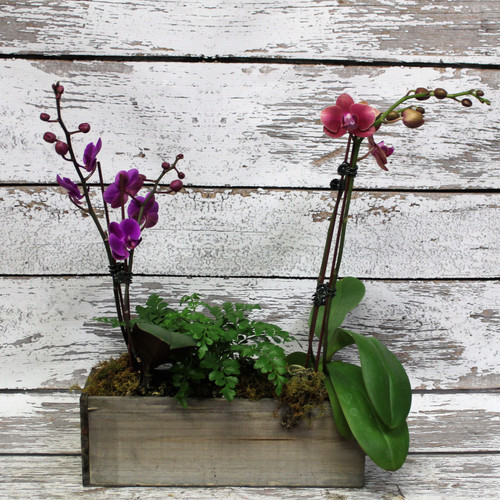 Kind Hearted Orchid Box