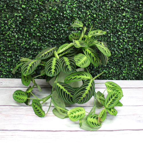 Prayer Plant In Ceramic Container