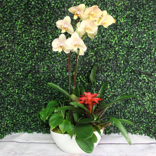 Tropical Orchid Boat