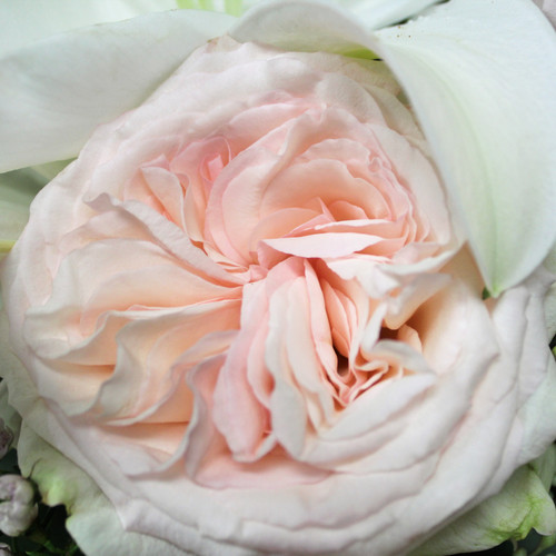 Blush Garden Rose Bridesmaid Bouquet