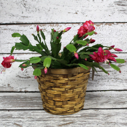Christmas Cactus in Basket 6"
