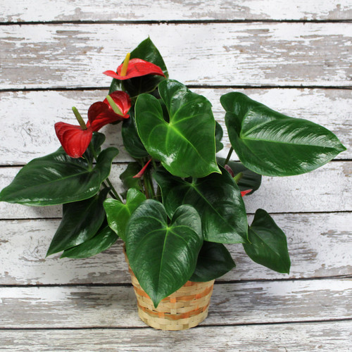 Anthurium  In A Basket