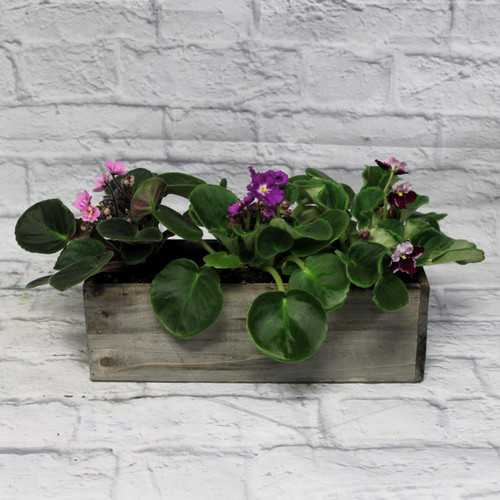 Violet Trio Planter