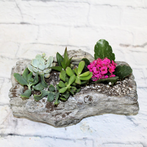 Succulents in a Rock 