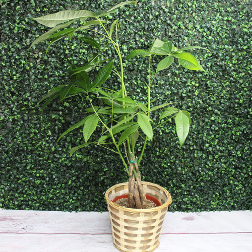 Money Tree In A Basket