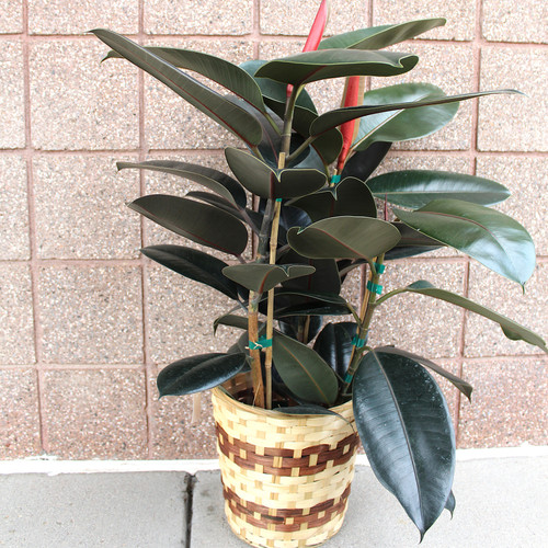 Rubber Tree in Wicker Basket