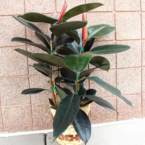 Rubber Tree in Wicker Basket