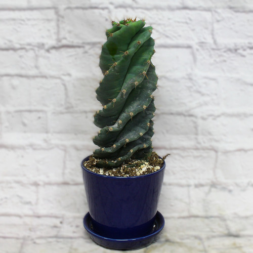 Wacky Cactus with Ceramic Pot